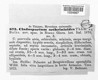 Cladosporium arthrinioides image